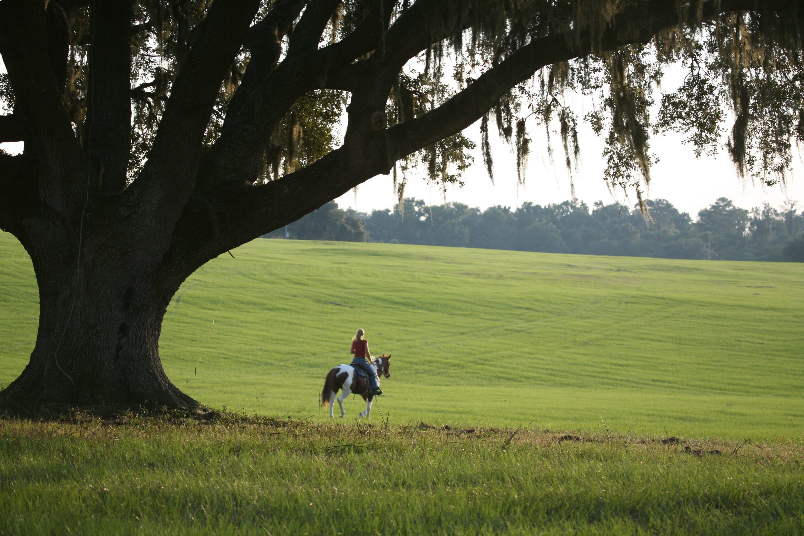 Ocala Farm Properties