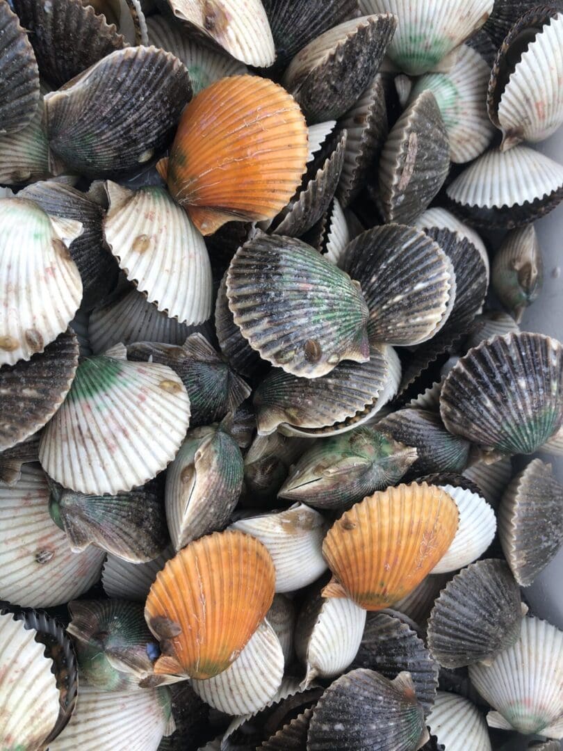 Scallops-20260630095259
